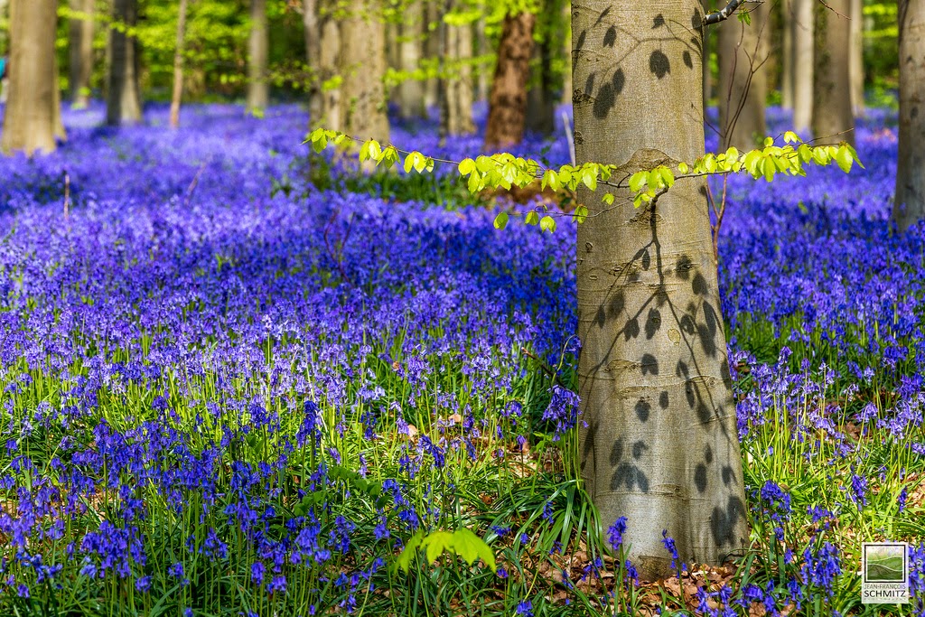 La foresta blu di Halle in Belgio da visitare in primavera
