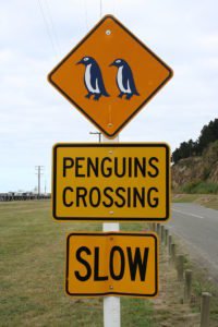 Divertente cartello stradale della Nuova Zelanda che segnala l'attraversamento pinguini