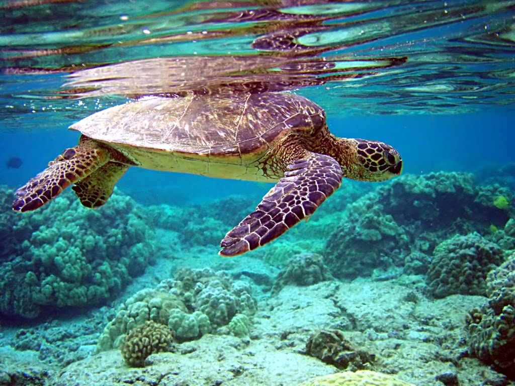 Nuotare tra tartarughe, pesci e coralli nel mare delle Maldive